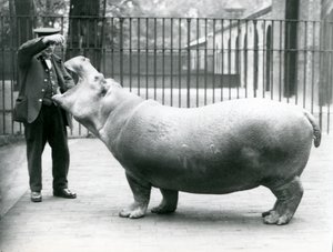 Jovem hipopótamo Bobbie com goleiro Ernie Bowman, zoológico de Londres, julho de 1923 (foto bw) de Frederick William Bond