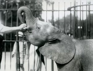 Jovem fêmea elefante pigmeu Africano Oojah sendo dado um deleite, zoológico de Londres, de julho de 1925 de Frederick William Bond