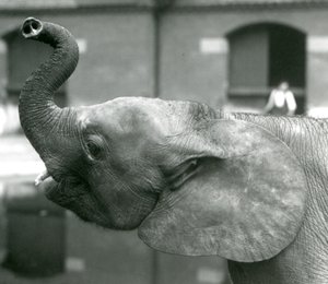 Jovem, femininas, africano, pigmeu, elefante, oojah, levantar, dela, tronco, em, jardim zoológico londres, agosto, 1925 de Frederick William Bond
