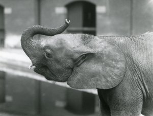 Jovem fêmea elefante pigmeu Africano Oojah levantando seu tronco no zoológico de Londres, de julho de 1925 de Frederick William Bond