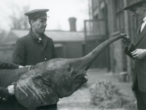 Jovem fêmea elefante pigmeu Africano Oojah levantando o tronco para um deleite no zoológico de Londres, em junho de 1925 de Frederick William Bond