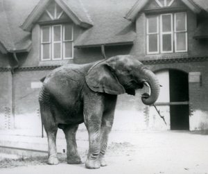 Jovem, macho, elefante africano, kiberenge, ficar, frente, a, casa elefante, londres, jardim zoológico, junho, 1927 de Frederick William Bond