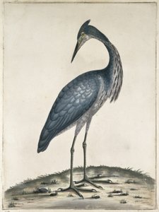 A Heron, 1789 (wc e tinta no papel)