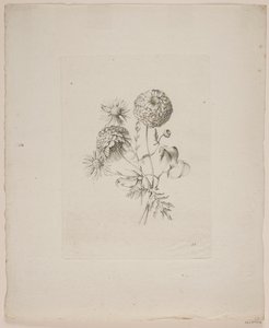 Motivo floral