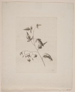 Motivo floral