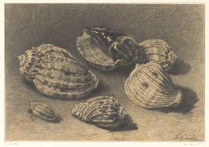 Seis conchas de Frederik Willem Zürcher