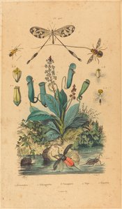 insetos e flores de French 19th Century