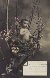 Bebê em um ninho de French Photographer