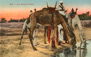 Camelos bebendo na beira do rio Oued, Argélia de French Photographer