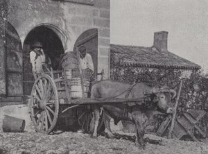 Transporte de uvas colhidas por carro de boi (foto a p/b) de French Photographer