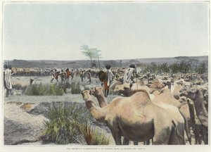 Molhar os camelos na fonte no deserto de French Photographer