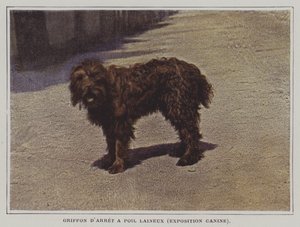Griffon Apontador de Pêlo Lanoso (foto a cores) de French Photographer