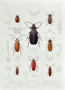 Uma coleção de coleópteros encontrados no Chile, ilustração de &39;Historia de Chile&39;, gravada por Lebrun, 1854 de French School