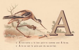 R: L&39;Avoscette tem o bico pontudo como uma Alene A Alene é a marca registrada do savetier de French School