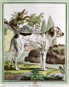 Um ponteiro, ilustração da história natural por Georges Louis Leclerc (1707-88) Conde de Buffon, 1749-1804 de French School