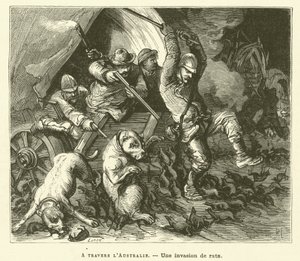 Através da Austrália (gravura) de French School