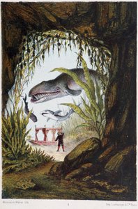 Um rapaz debaixo do mar com uma baleia e um tubarão - em "Journey to the bottom of the sea" de H. de la Blanchère. Paris, Ed. Jouvet et Cie, sd. 1880. de French School