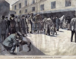 Um camelo cura-se na Escola Veterinária de Maison Alfort (Maison-Alfort). Ilustração de 1899 em "La petite Gironde". de French School