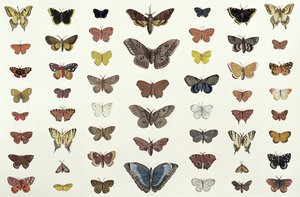 Uma colagem de borboletas e mariposas, incluindo a beleza de Camberwell, o rabo de andorinha britânico, o rabo de andorinha escasso, o pavão e a pequena concha de tartaruga, c.1830 (impressão de 104967)