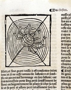 Uma aranha em sua teia no "Le Jardin de santé traduzido do latim para o francês recém-impresso em Paris". de French School