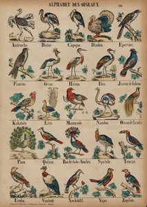 A a Z de aves (gravura colorida) de French School
