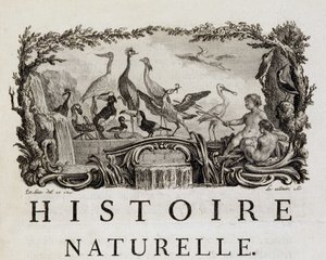 Alegoria da história natural das aves - in "Histoire naturelle, générale et particulière" de Buffon de French School