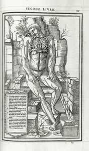 Ilustração anatômica, 1546 de French School