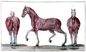 Anatomia do cavalo: casca, rosto e perfil - "Curso Hippiátrico, tratado completo de medicina equestre" de P. E Lafosse de French School