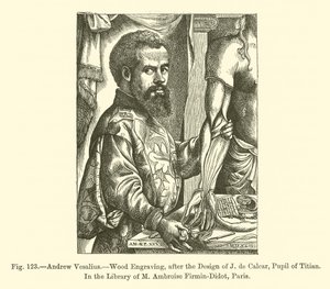 Andrew Vesalius (gravura) de French School