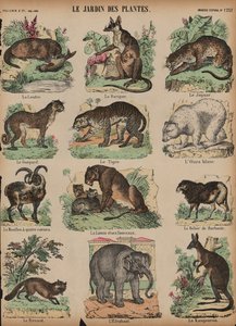 Animais no Jardin des Plantes, Paris, França (gravura a cores) de French School
