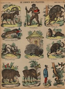 Animais no Jardin des Plantes, Paris, França (gravura a cores) de French School