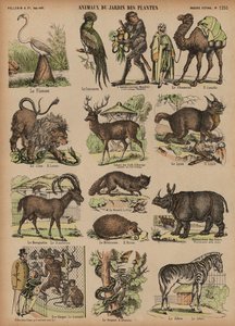 Animais do Jardin des Plantes, Paris, França (gravura a cores) de French School