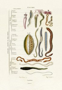 Annelids, 1833-39 de French School