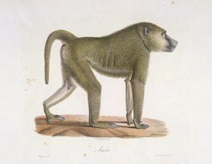 Anúbis. Um babuíno, da História Natural dos Mamíferos (lito colorido) de French School