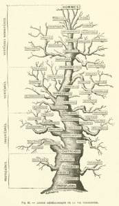 Árvore genealógica da vida terrena (gravura) de French School