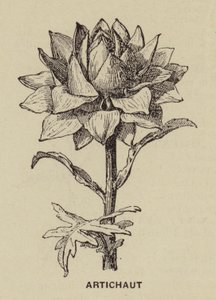Alcachofra (gravura) de French School