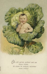 Bebé numa couve (cromolitho) de French School