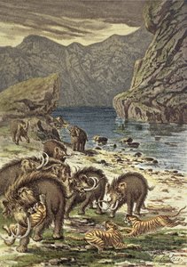 Batalha entre mamutes e tigres-dentes-de-sabre, do Le Monde Avant la Criação dHomme de Camille Flammarion, 1886 de French School