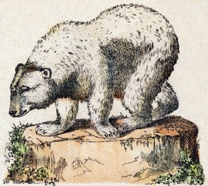 Urso. Gravura no "Alfabeto dos animaux sauvages". 9ª Série. Imagem de Epinal, Pellerin, impressora-editora, cerca de 1870. Gravura em madeira, stencilled. 16 páginas. Dimensões: 20 x 15 cm. Coleção Particular de French School