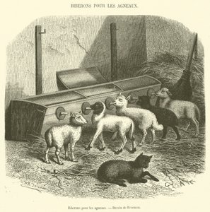 Biberões para cordeiros (para engorda) de French School