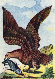 Ave de rapina . Gravura em "Alphabet des oiseaux"". Imagens de Pont-a-Mousson, Marcel e/ou Louis Vagne, impressor-editor, finais do século XIX. 16 páginas. Dim: 20,5 x 14 cm de French School