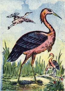 Garça-azul: ave águia que se alimenta de vermes e répteis. Vive nos Estados Unidos e nas Caraíbas. Gravura em "Alphabet des oiseaux"". Imagens de Pont-a-Mousson, Marcel e/ou Louis Vagne, impressor-editor, finais do século XIX. 16 páginas. Dim: 20,5 x 14 c de French School