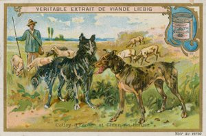 Border Collie e Pastor de French School