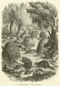 Beaver village (gravura) de French School