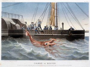Bouyer squid - no "Le monde de la mer" de Alfred Fredol, Hachette, Paris de French School