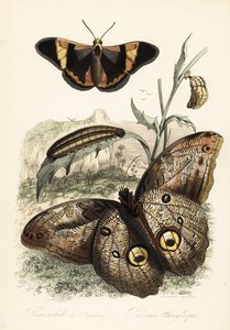 Brassolis sophorae borboleta, pupa e larva lagarta de French School