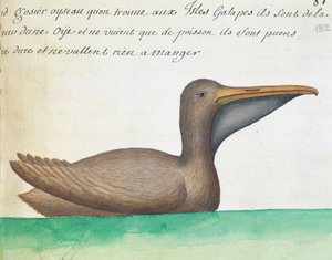 Pelicano Marrom (Pelecanus occidentalis), Ilhas Galápagos, aguarela do livro de bordo de Jacques Gouin de Beauchesne (1652-1730), capitão da Compagnie royale de la Mer du Sud, de 1698 a 1701, França de French School