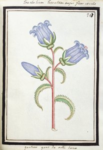 Campanula Trachelium, c.1700 (desenho em aquarela, emoldurado em preto) de French School