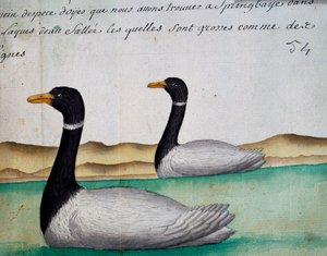 Canada Geese, Springbaye, Região dos Lagos Salgados, aguarela do livro de toros de Jacques Gouin de Beauchesne (1652-1730), capitão da Compagnie royale de la Mer du Sud, de 1698 a 1701, França de French School