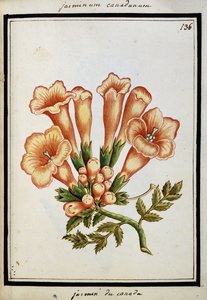 Jasmim canadense, c.1700 de French School